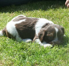 Foto 5 van de pups
