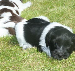 Foto 6 van de pups