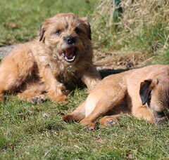 Foto 2 van de pups
