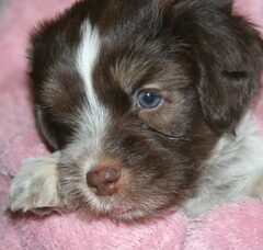 Foto 7 van de pups