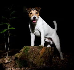 Foto 2 van "The Crazy Rabble" Parson Russell Terriers