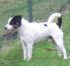 Foto 3 van "The Crazy Rabble" Parson Russell Terriers