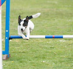 Foto 4 van "The Crazy Rabble" Parson Russell Terriers