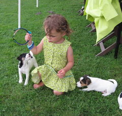Foto 5 van "The Crazy Rabble" Parson Russell Terriers