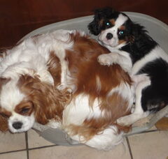 Foto 2 van de pups