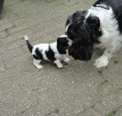 Foto 3 van de pups