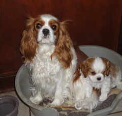 Foto 4 van de pups