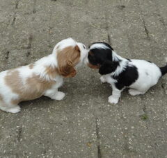 Foto 5 van de pups