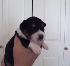 Foto 2 van de pups