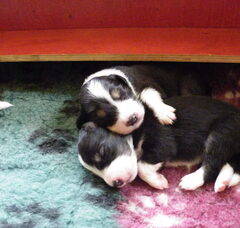 Foto 3 van de pups