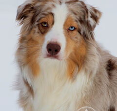 Foto 4 van de pups