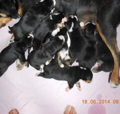 Foto 2 van de pups
