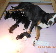 Foto 3 van de pups
