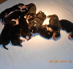 Foto 4 van de pups