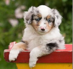 Foto 2 van de pups