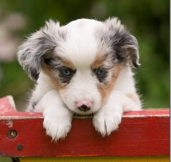 Foto 3 van de pups