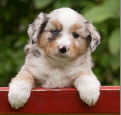 Foto 4 van de pups