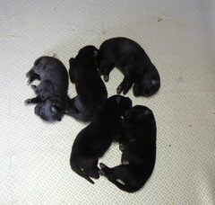 Foto 2 van de pups