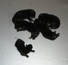 Foto 3 van de pups
