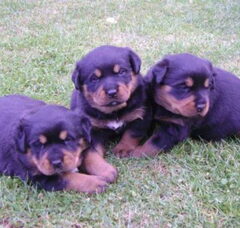 Foto 3 van de pups