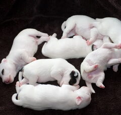 Foto 2 van de pups