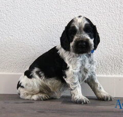 Foto 2 van de pups