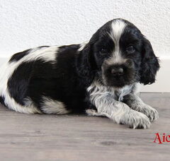 Foto 3 van de pups