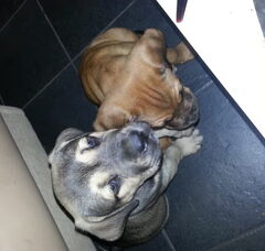 Foto 2 van de pups