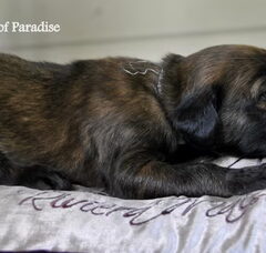 Foto 3 van de pups