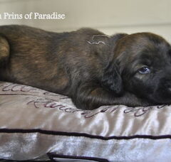 Foto 4 van de pups