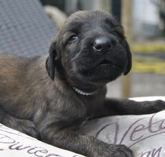 Foto 5 van de pups