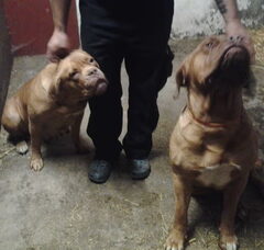 Foto 2 van de pups