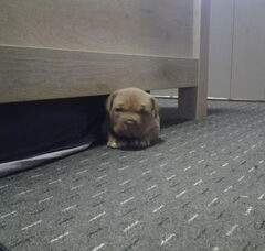 Foto 3 van de pups