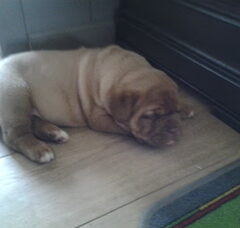 Foto 4 van de pups