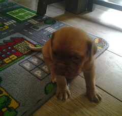 Foto 5 van de pups