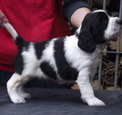 Foto 2 van Hexental Engelse Springer Spaniels