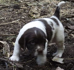 Foto 3 van Hexental Engelse Springer Spaniels