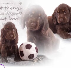 Foto 2 van de pups