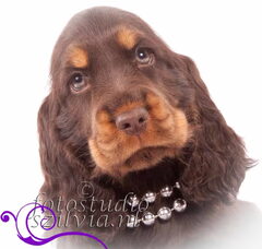 Foto 3 van de pups