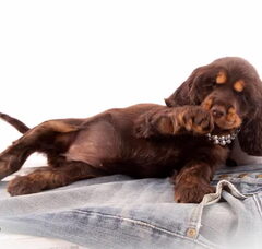 Foto 4 van de pups