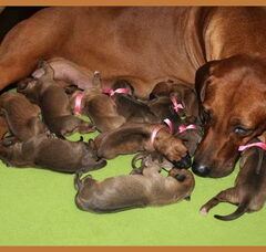 Foto 2 van de pups
