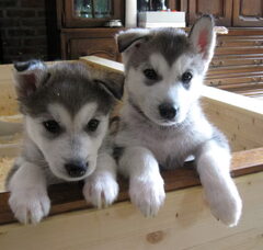 Foto 2 van de pups