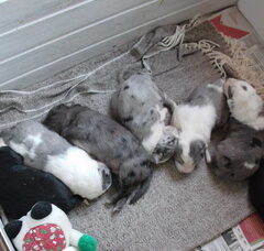 Foto 2 van de pups