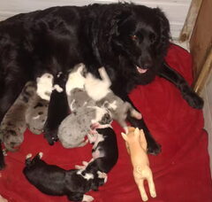 Foto 3 van de pups