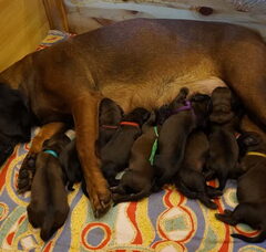 Foto 3 van de pups