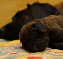 Foto 4 van de pups