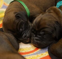 Foto 5 van de pups