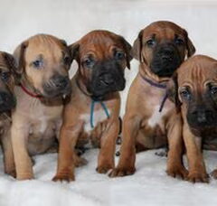 Foto 4 van de pups