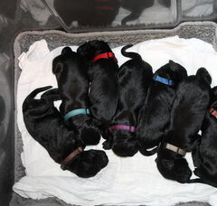 Foto 2 van de pups