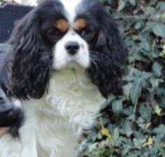 Foto 2 van Nelly's Cavaliers